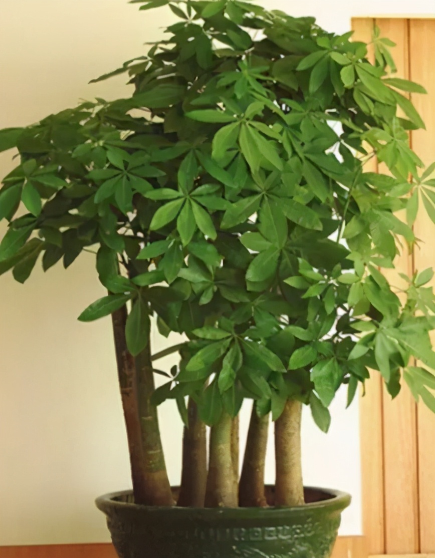 盆栽大型发财树掌控住这4个细节才不会黄叶又烂根