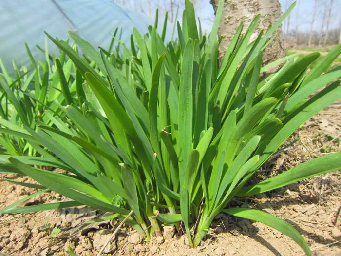 韭菜鲜美价格不便宜,不如阳台种几盆!