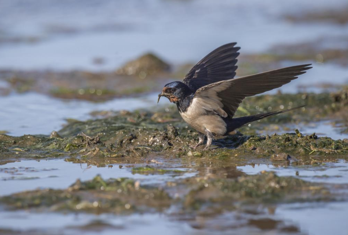 有人说燕子知道谁家穷谁家富来了能不能赶走是不是真的