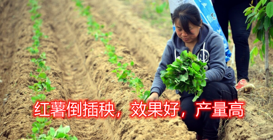 种植红薯流行倒插秧有何好处多年老农教你及时了解