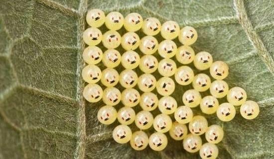 男子野外捡到小圆球,原来是奇臭无比的生物