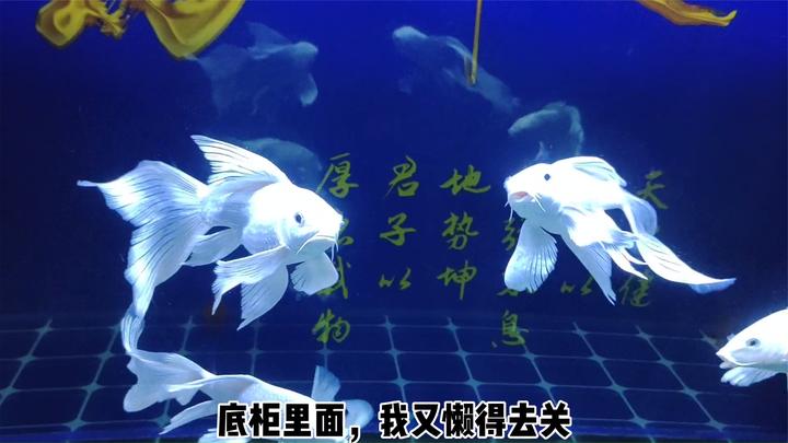 饲养蝴蝶鲤,可以投喂丰年虾吗,如何观察鱼缸内的水流走向?