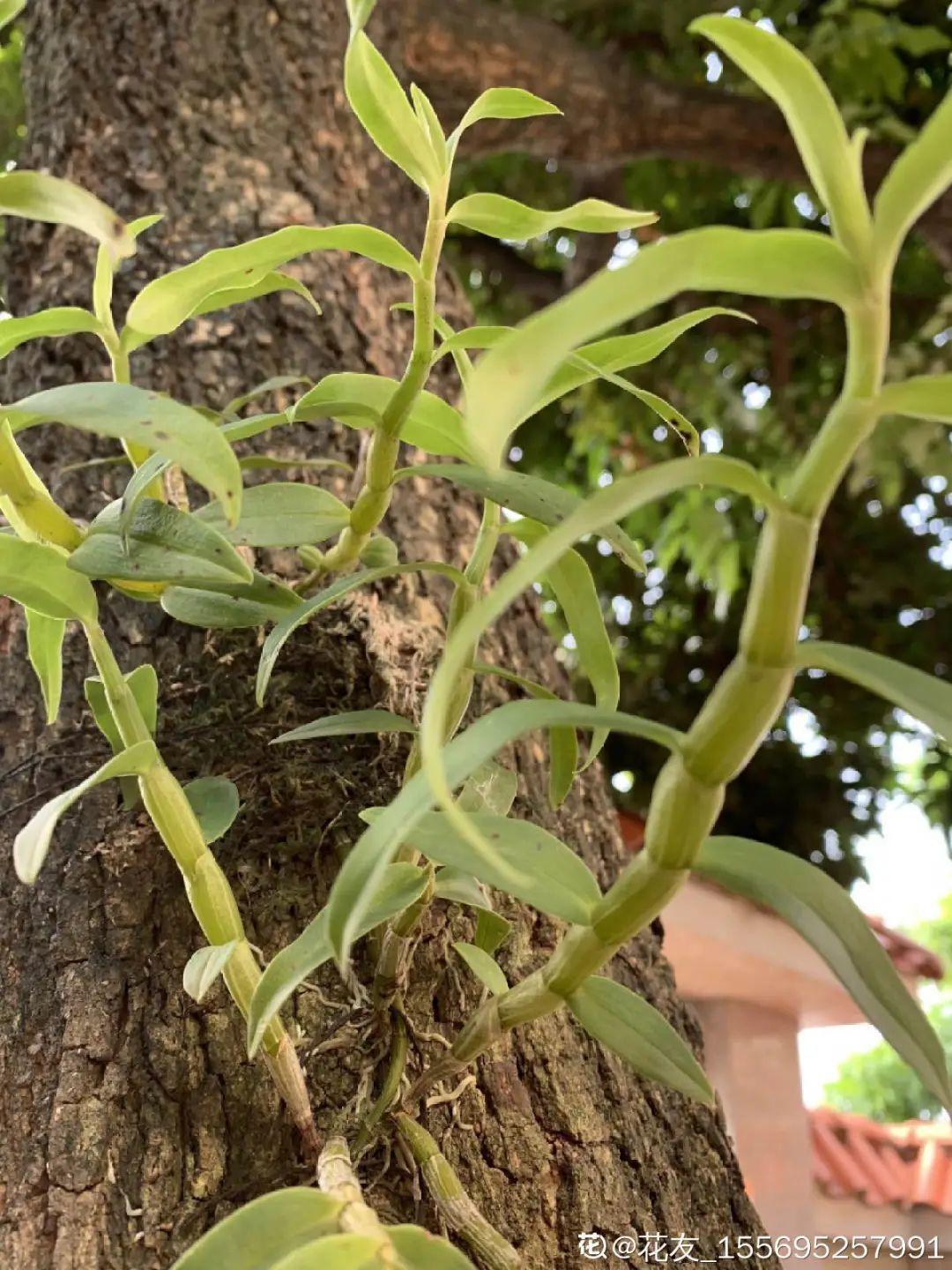 花在半空中生根了?恭喜你,又多了一棵花