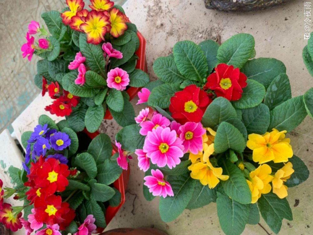 开花鲜艳明亮,比绿萝好看多了|绿萝|丽格海棠|报春花_新浪新闻