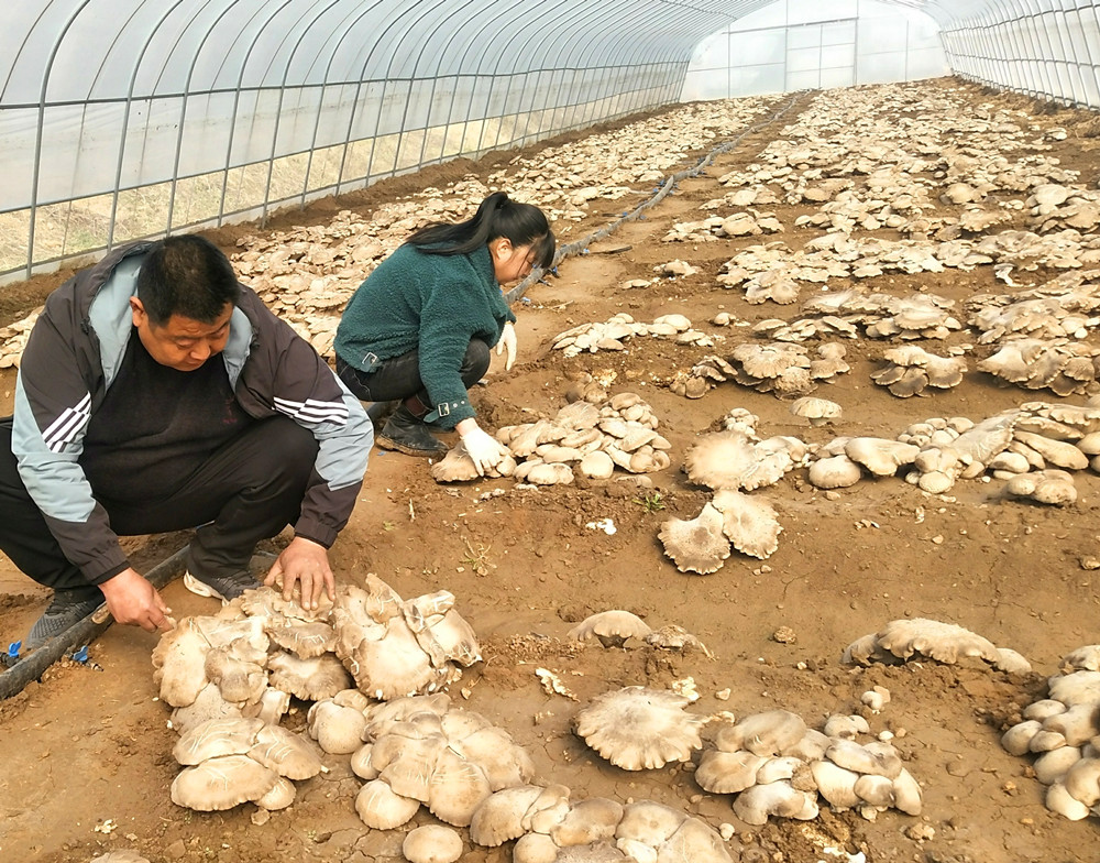 郏县冯增会:种植灵芝菇 就业带民富