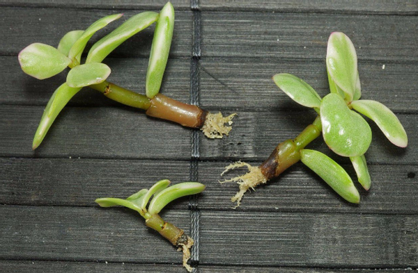 在此以扦插玉树为例告诫大家想拥有更多真的没必要花钱买