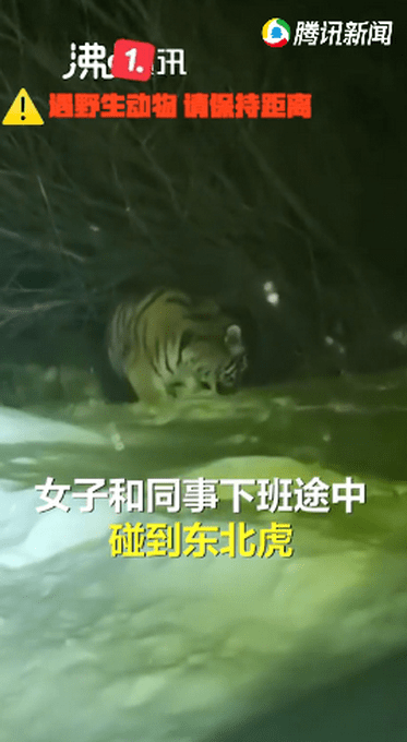 吉林女子下班途中偶遇野生东北虎 对视几秒后直呼害怕休闲区蓝鸢梦想 - Www.slyday.coM 吉林女子下班途中偶遇野生东北虎 对视几秒后直呼害怕休闲区蓝鸢梦想 - Www.slyday.coM