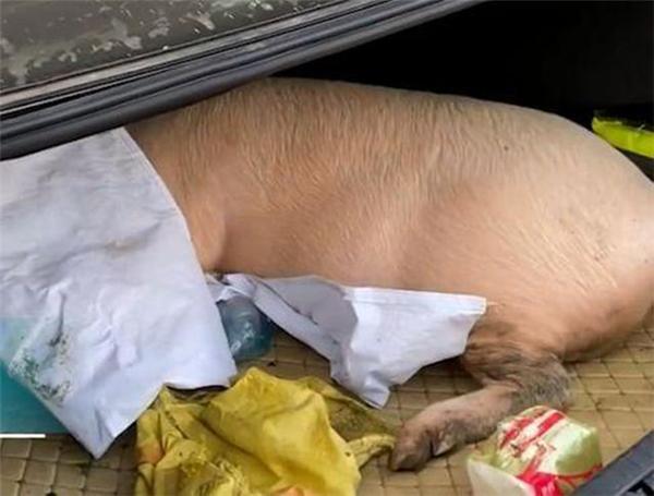 肥猪竟坐车出了一趟远门父母的爱太沉重了