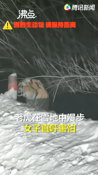 吉林女子下班途中偶遇野生东北虎 对视几秒后直呼害怕休闲区蓝鸢梦想 - Www.slyday.coM 吉林女子下班途中偶遇野生东北虎 对视几秒后直呼害怕休闲区蓝鸢梦想 - Www.slyday.coM