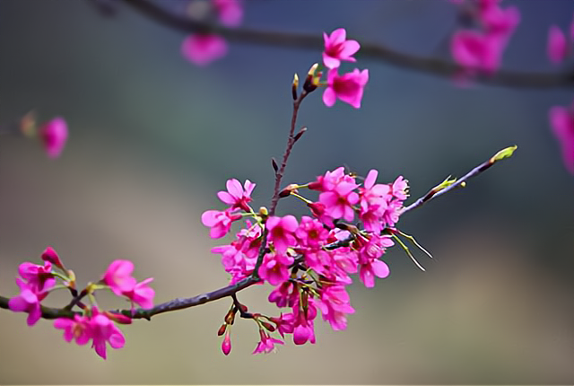 立春晴一春晴当年有没有倒春寒看立春的表现就知道