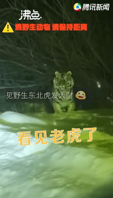 吉林女子下班途中偶遇野生东北虎 对视几秒后直呼害怕休闲区蓝鸢梦想 - Www.slyday.coM 吉林女子下班途中偶遇野生东北虎 对视几秒后直呼害怕休闲区蓝鸢梦想 - Www.slyday.coM