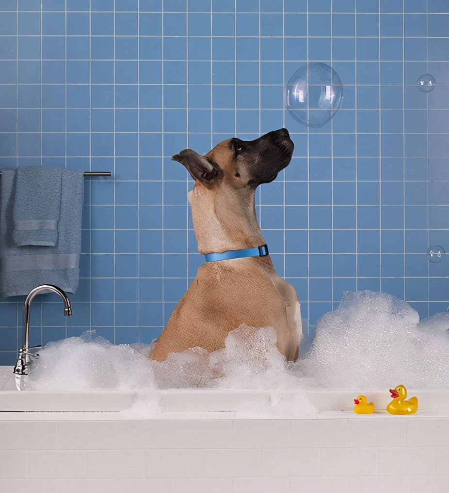 给狗狗洗澡这5大误区不要犯宠主都该知道