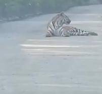 吉林女子下班途中偶遇野生东北虎 对视几秒后直呼害怕休闲区蓝鸢梦想 - Www.slyday.coM 吉林女子下班途中偶遇野生东北虎 对视几秒后直呼害怕休闲区蓝鸢梦想 - Www.slyday.coM