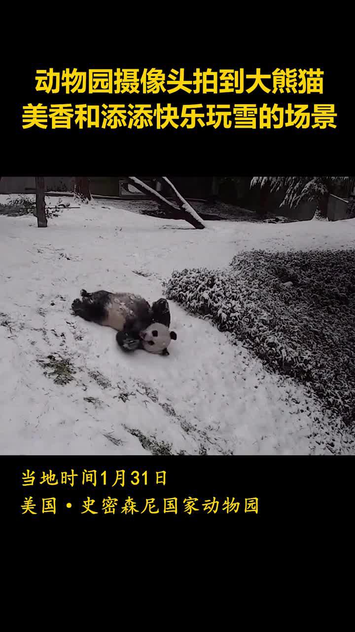 大熊猫美香和添添在雪地里快乐的玩耍 手机新浪网