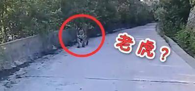 吉林女子下班途中偶遇野生东北虎 对视几秒后直呼害怕休闲区蓝鸢梦想 - Www.slyday.coM 吉林女子下班途中偶遇野生东北虎 对视几秒后直呼害怕休闲区蓝鸢梦想 - Www.slyday.coM