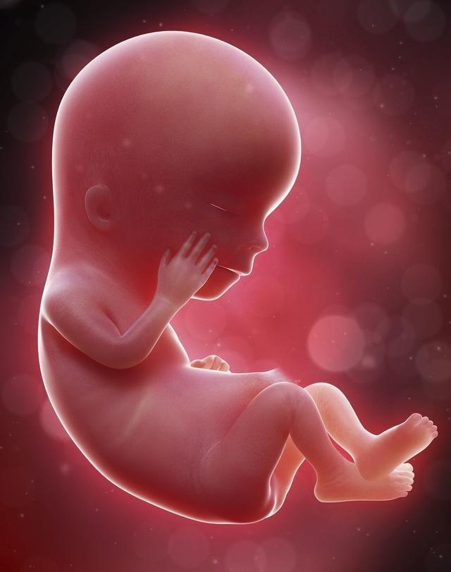 子宫又黑又窄,胎儿待了那么久不怕吗?看看娃每天干啥就知道了