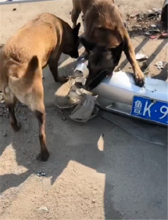 违停的铃木天语sx4车头保险杠被狗啃咬保险还不赔偿