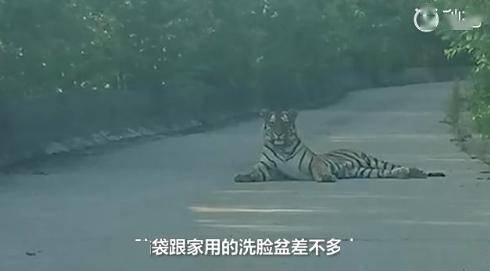 吉林女子下班途中偶遇野生东北虎 对视几秒后直呼害怕休闲区蓝鸢梦想 - Www.slyday.coM 吉林女子下班途中偶遇野生东北虎 对视几秒后直呼害怕休闲区蓝鸢梦想 - Www.slyday.coM