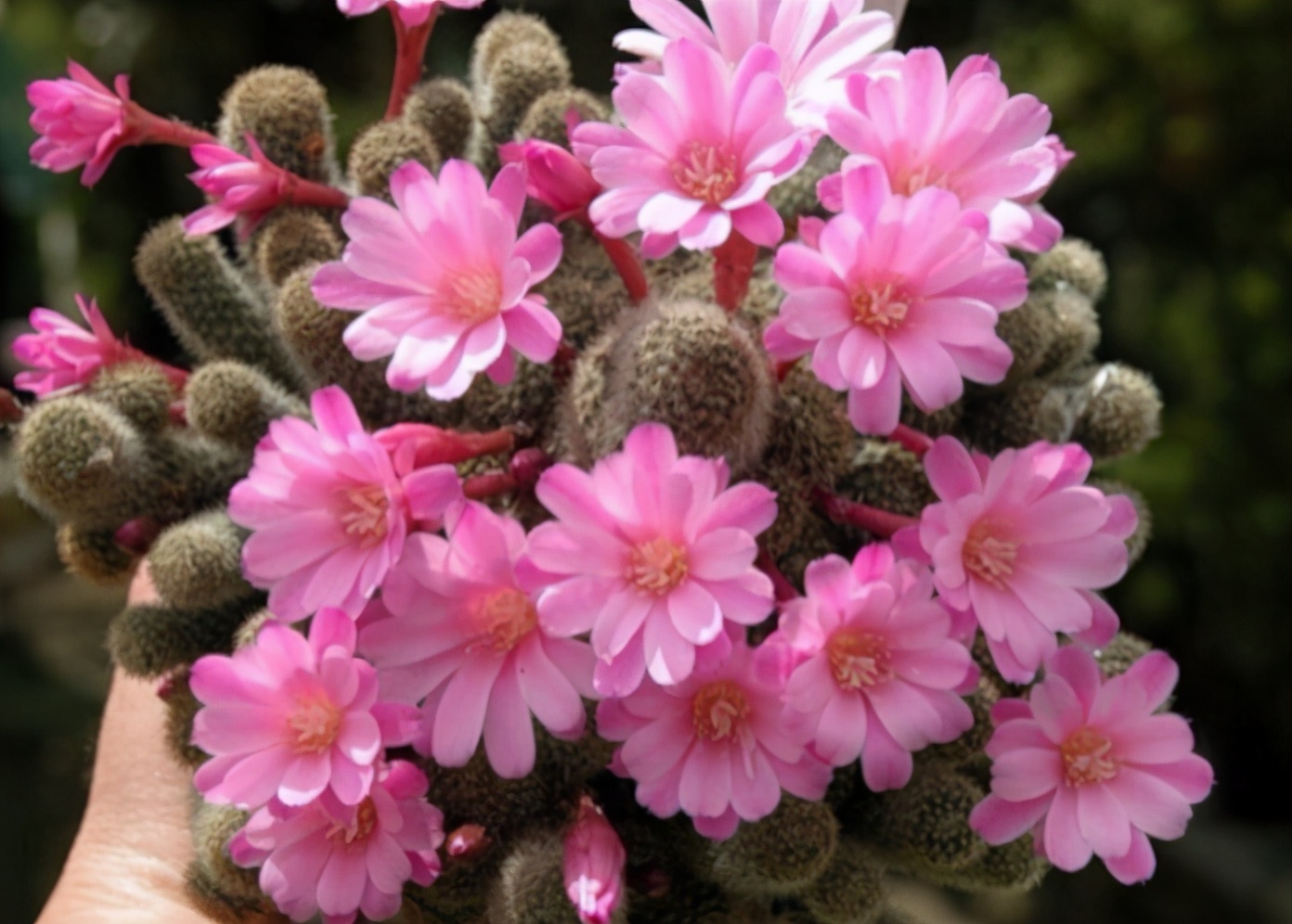 家中常见的花,一定要合理摆放位置才行