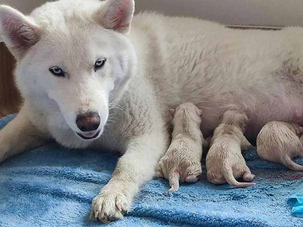 去医院检查被惊喜到了:上天的恩赐|北极狼|人工繁育|幼崽_新浪新闻