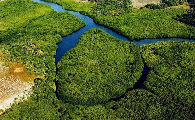 德国卫星瞄准各国森林绘制世界森林地图我国植物覆盖率极高