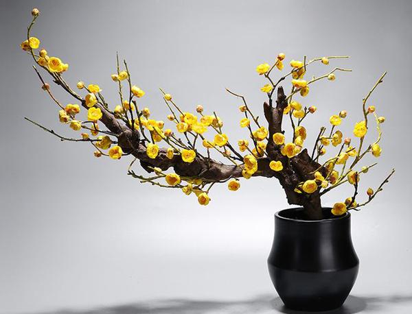 腊梅盆景的养护方法