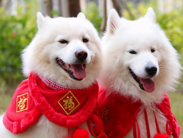 春节养狗,要注意这7件事,第1件很重要