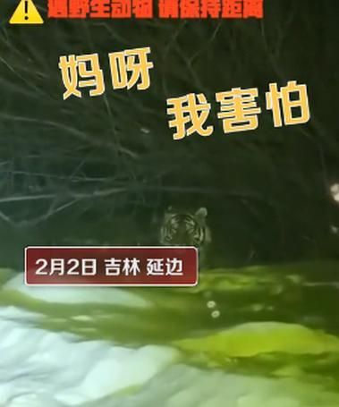 吉林延边一女子下班途中偶遇野生东北虎,四目相对几秒后直呼害怕休闲区蓝鸢梦想 - Www.slyday.coM