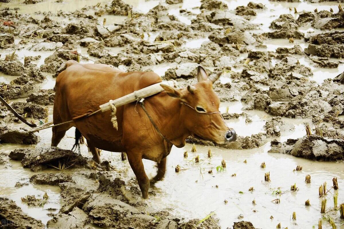 乡下话牛进寡妇年农民多耕田你知道什么意思吗
