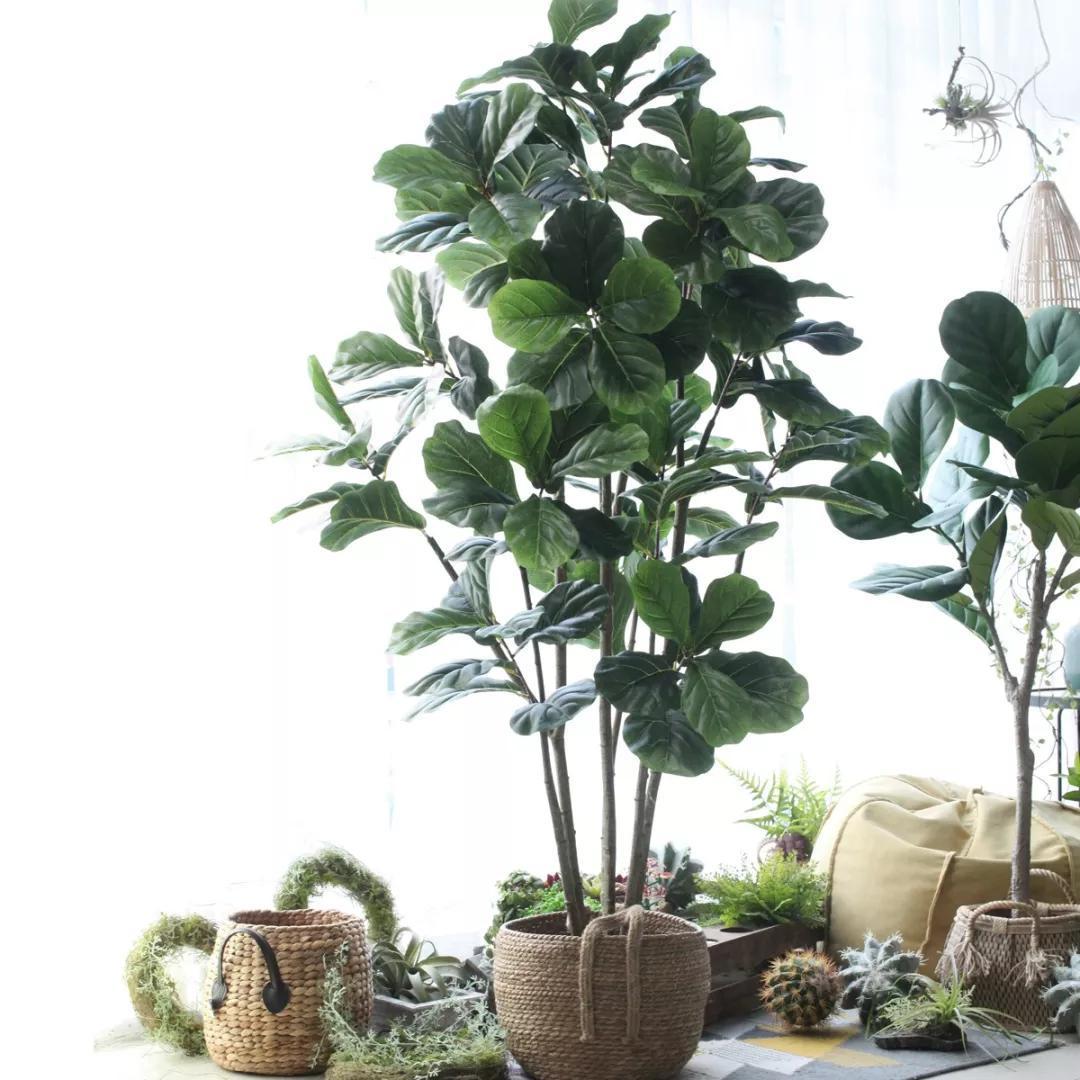 琴叶榕|叶片|养护_新浪新闻