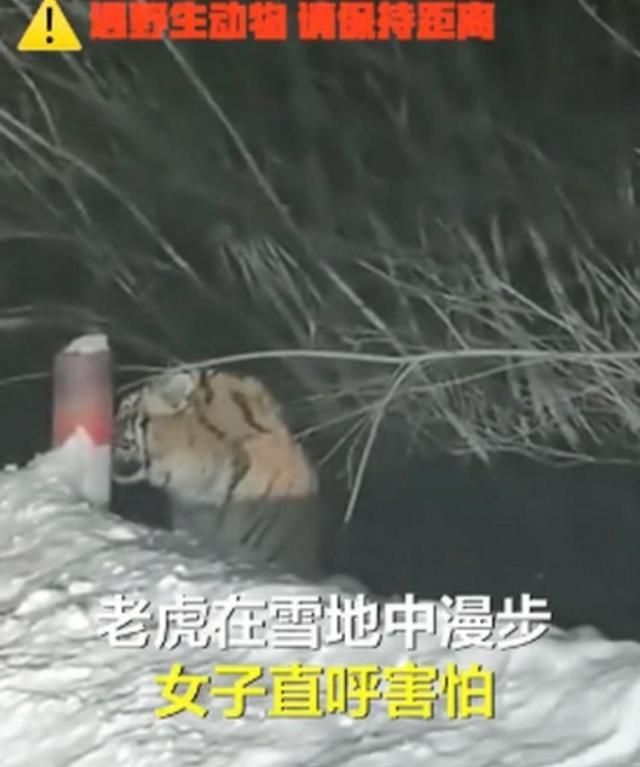 吉林延边一女子下班途中偶遇野生东北虎,四目相对几秒后直呼害怕休闲区蓝鸢梦想 - Www.slyday.coM