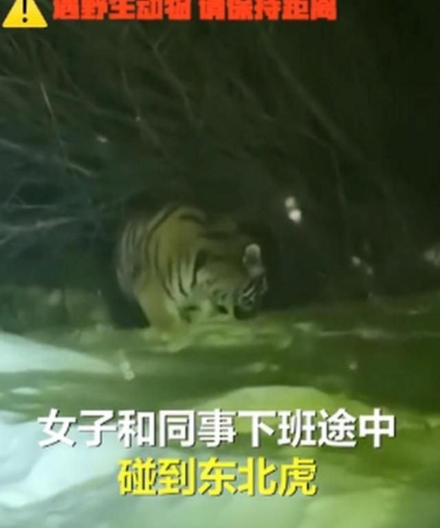 吉林延边一女子下班途中偶遇野生东北虎,四目相对几秒后直呼害怕休闲区蓝鸢梦想 - Www.slyday.coM
