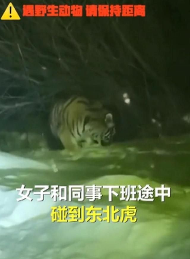 吉林汪清一女子下班途中偶遇野生东北虎,相互对视几秒后直呼害怕休闲区蓝鸢梦想 - Www.slyday.coM 吉林汪清一女子下班途中偶遇野生东北虎,相互对视几秒后直呼害怕休闲区蓝鸢梦想 - Www.slyday.coM