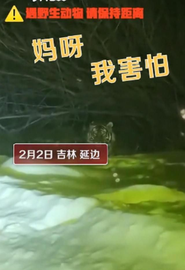 吉林汪清一女子下班途中偶遇野生东北虎,相互对视几秒后直呼害怕休闲区蓝鸢梦想 - Www.slyday.coM 吉林汪清一女子下班途中偶遇野生东北虎,相互对视几秒后直呼害怕休闲区蓝鸢梦想 - Www.slyday.coM