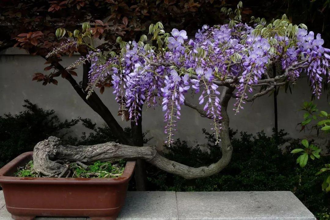 紫藤盆景获奖图片