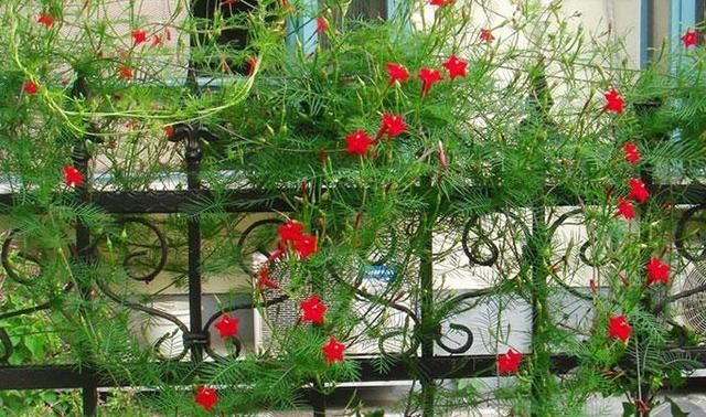 茑萝,又称羽叶茑萝,五角星花,茑萝松.