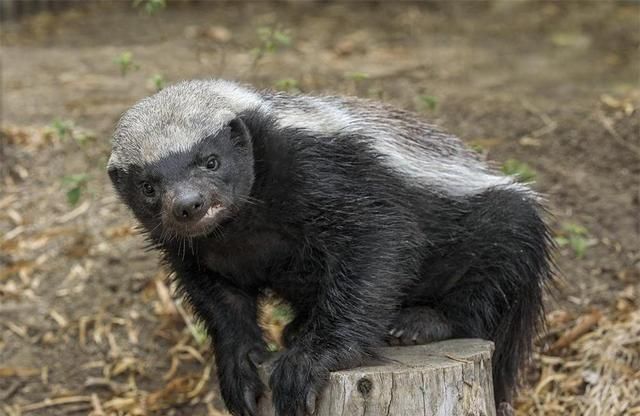 狮子都畏惧三分的动物平头哥能手到擒来蜜獾吃辣条