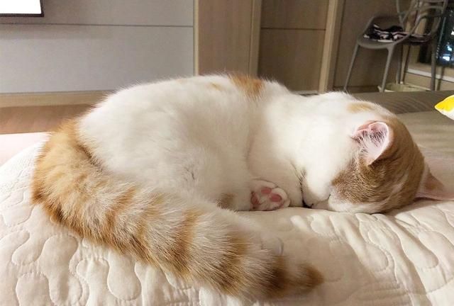 看了这位网友家的"贪睡猫",承包了我一整天的好心情!
