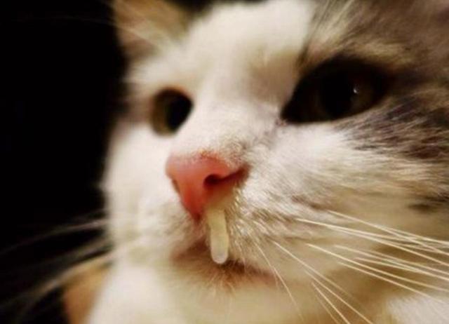 猫咪生病的几个表现,很多铲屎官还浑然不知|猫咪|食欲|鼻涕_新浪新闻