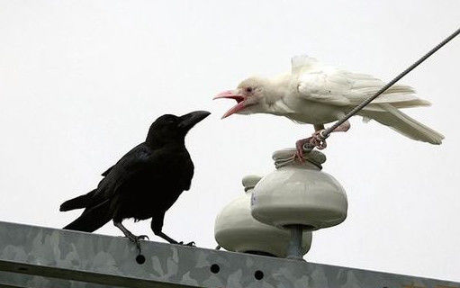 白鸽和乌鸦接吻的图片图片