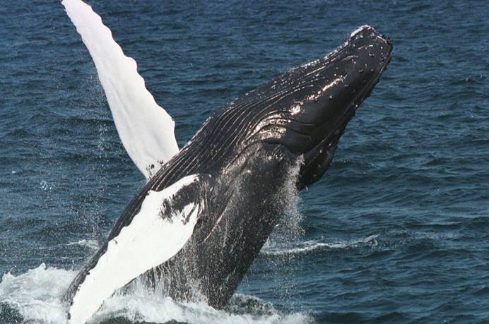 体重可以超过110吨,作为一种洄游型的鲸鱼,不同的季节里,它们也都活跃