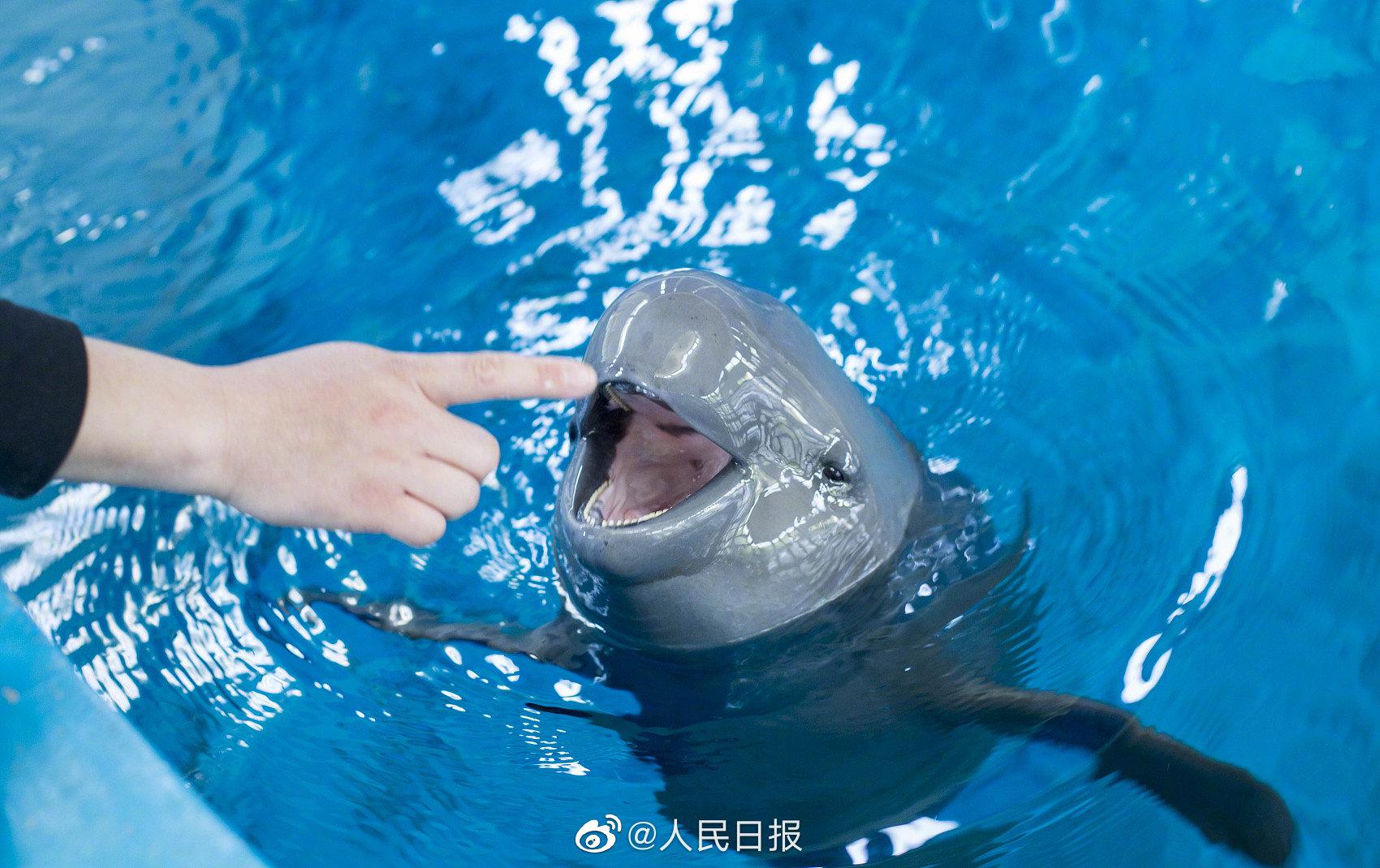 长江江豚列为国家一级保护野生动物