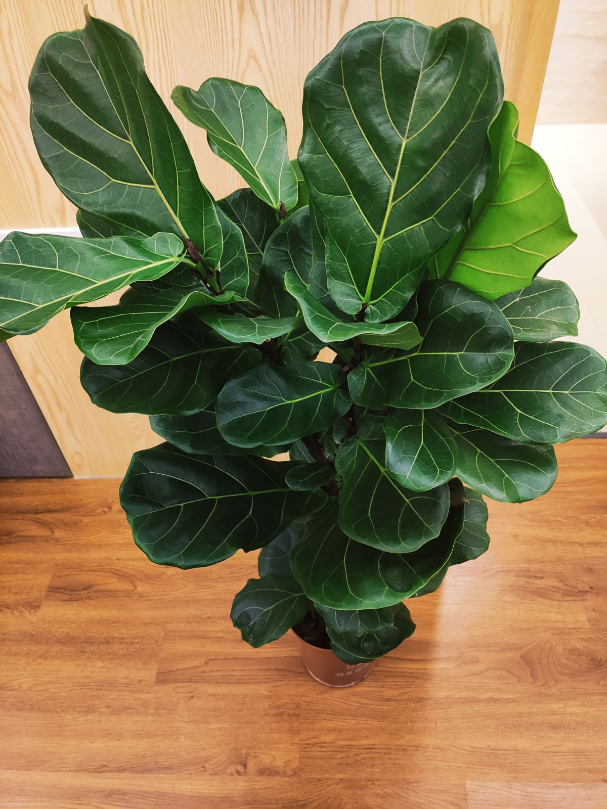 有点养花经验的人,可以养三种花,养护难度大,但开花很好看|琴叶榕