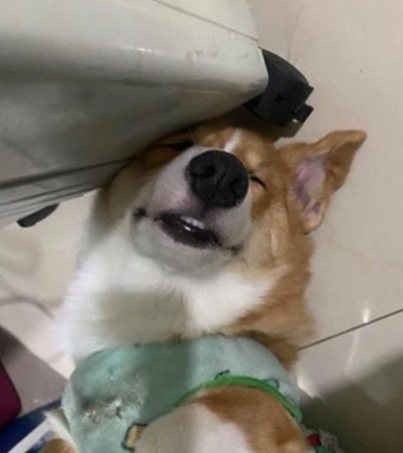 一犯错就装死,主人误以为它睡着了,结果……|主人|狗子|香烟_新浪新闻