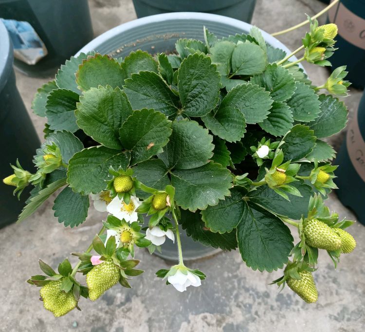 冬季阳台盆栽草莓过冬秘籍过几天就可以吃上甜甜的果子了