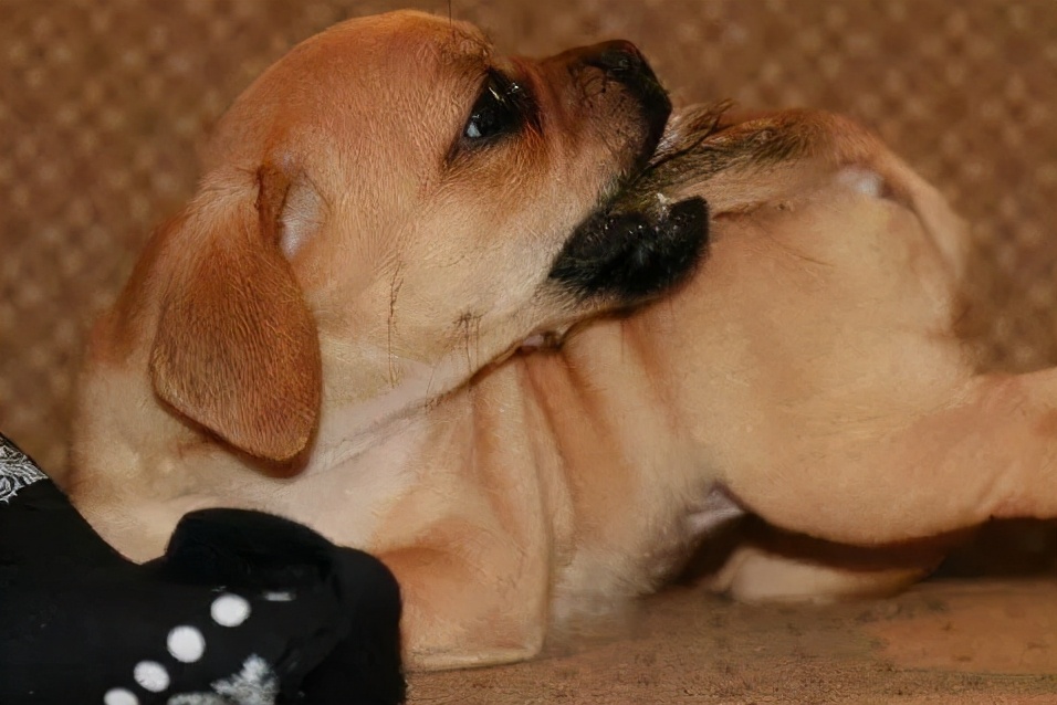 狗狗咬自己的尾巴是想告诉你这几件事