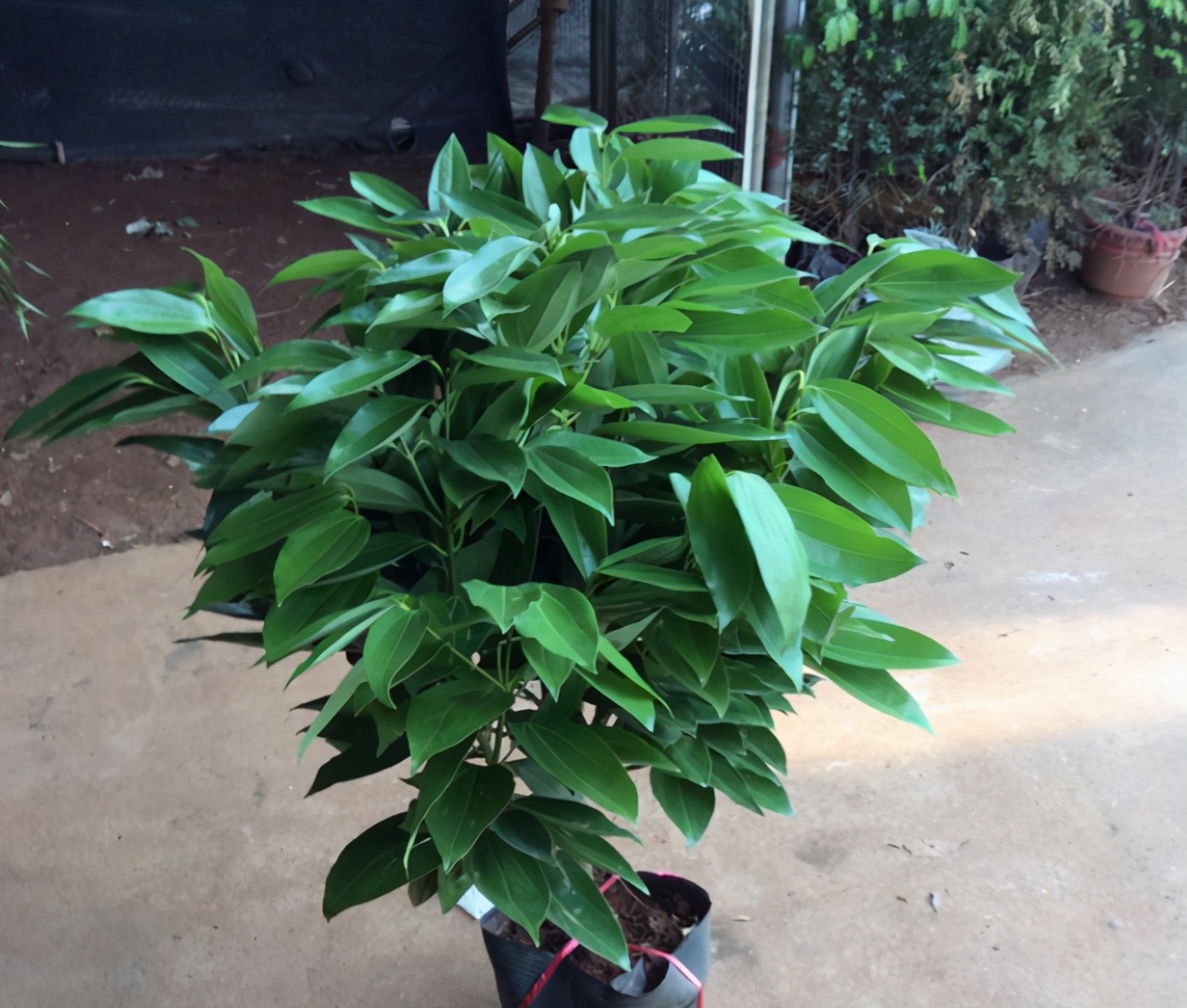 室内想养平安树高盆浇水是关键做好3点枝繁叶茂蹭蹭长