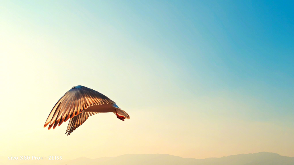 vivox60pro抓拍飞鸟翱翔的画面妥妥质感大片