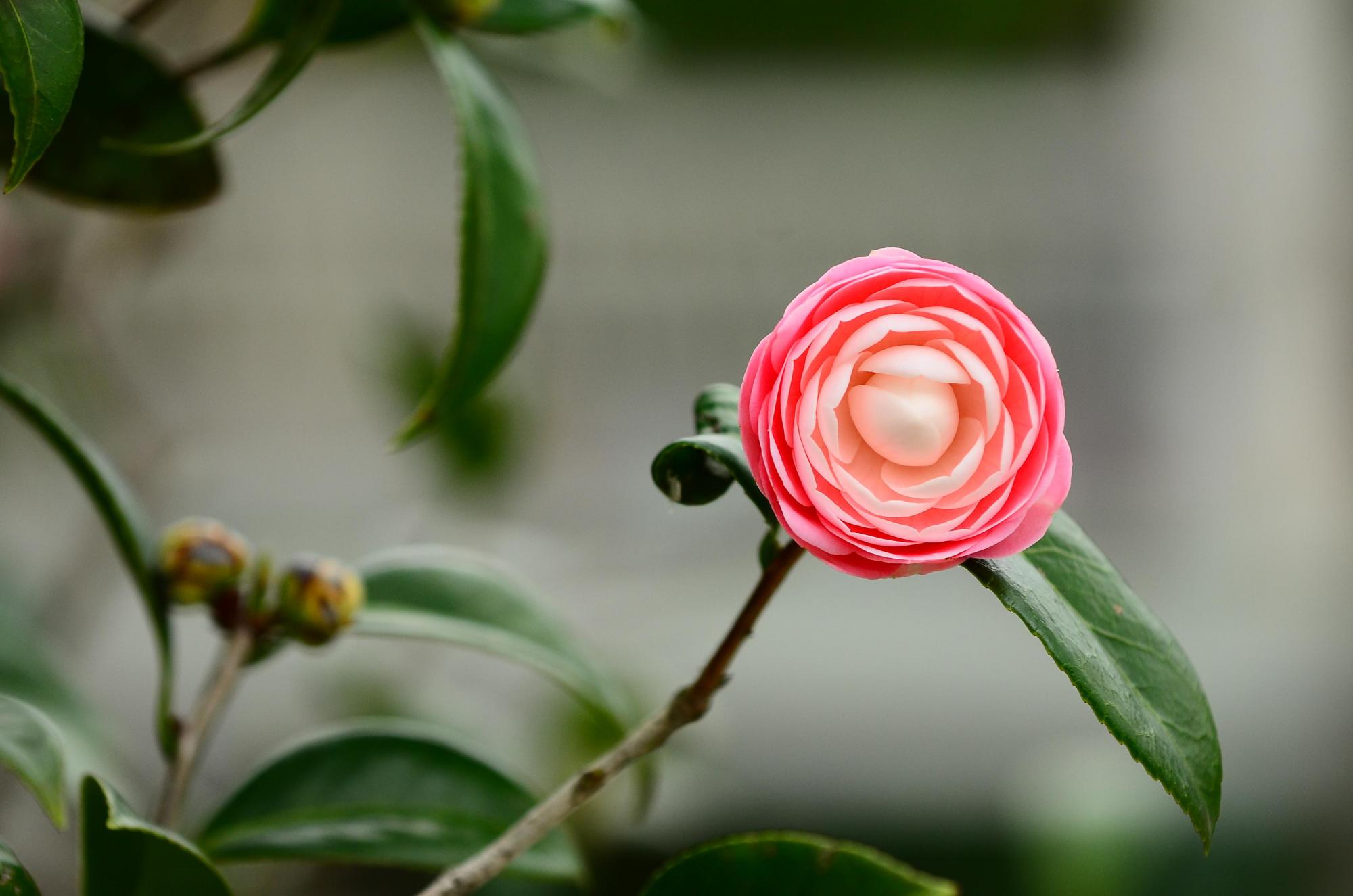 3种不好养的花卉买之前考虑好虽然好看但难养