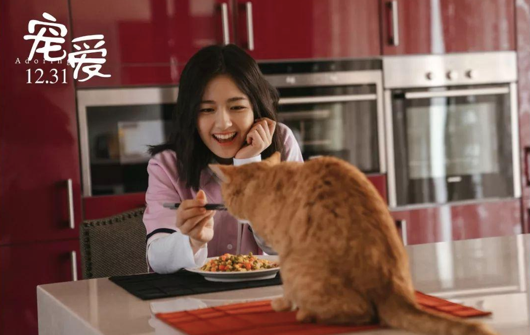 宠物电影《宠爱》:众星云集,两天票房破四亿,看完想养一只宠物